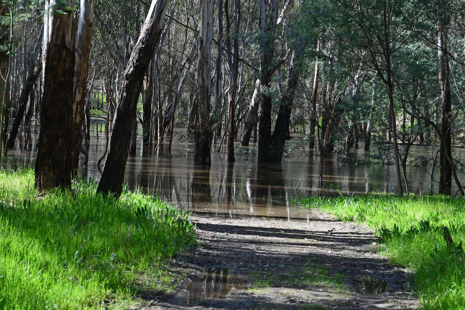 Constraints report identifies flow measures | Riverine Herald