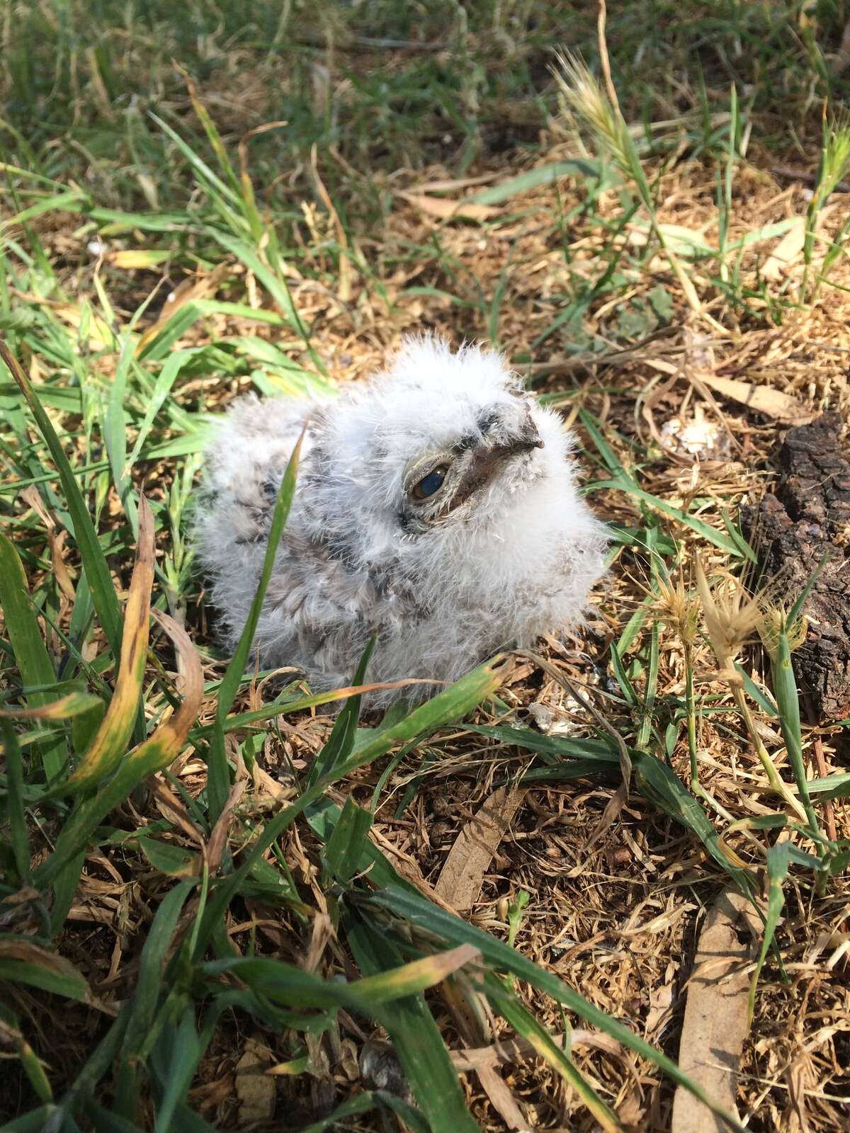 Not all baby birds need rescuing: Wildlife Victoria | Country News
