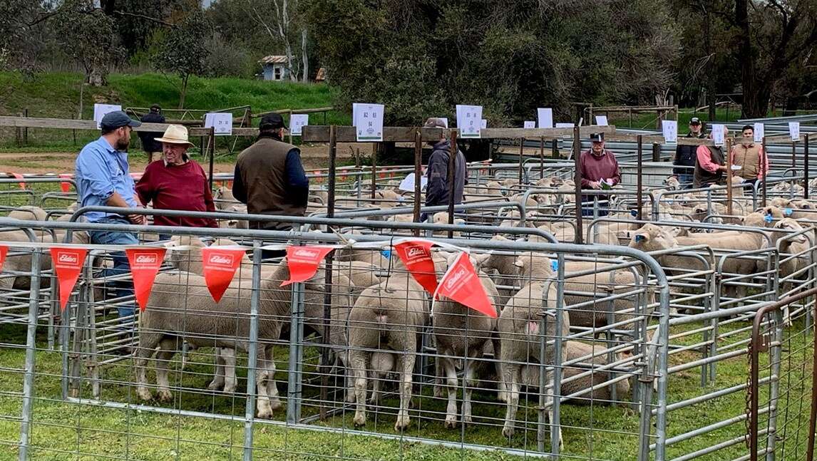 Buyers snap up Coledale rams | Country News