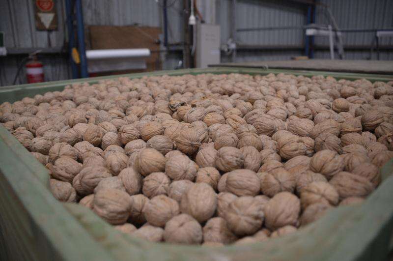 Goulburn Valley Walnuts to move to Toolamba | Country News