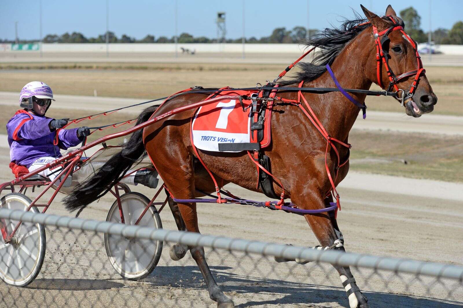 Gallery ǀ Shepparton Harness Racing Club Christmas meet Shepparton News