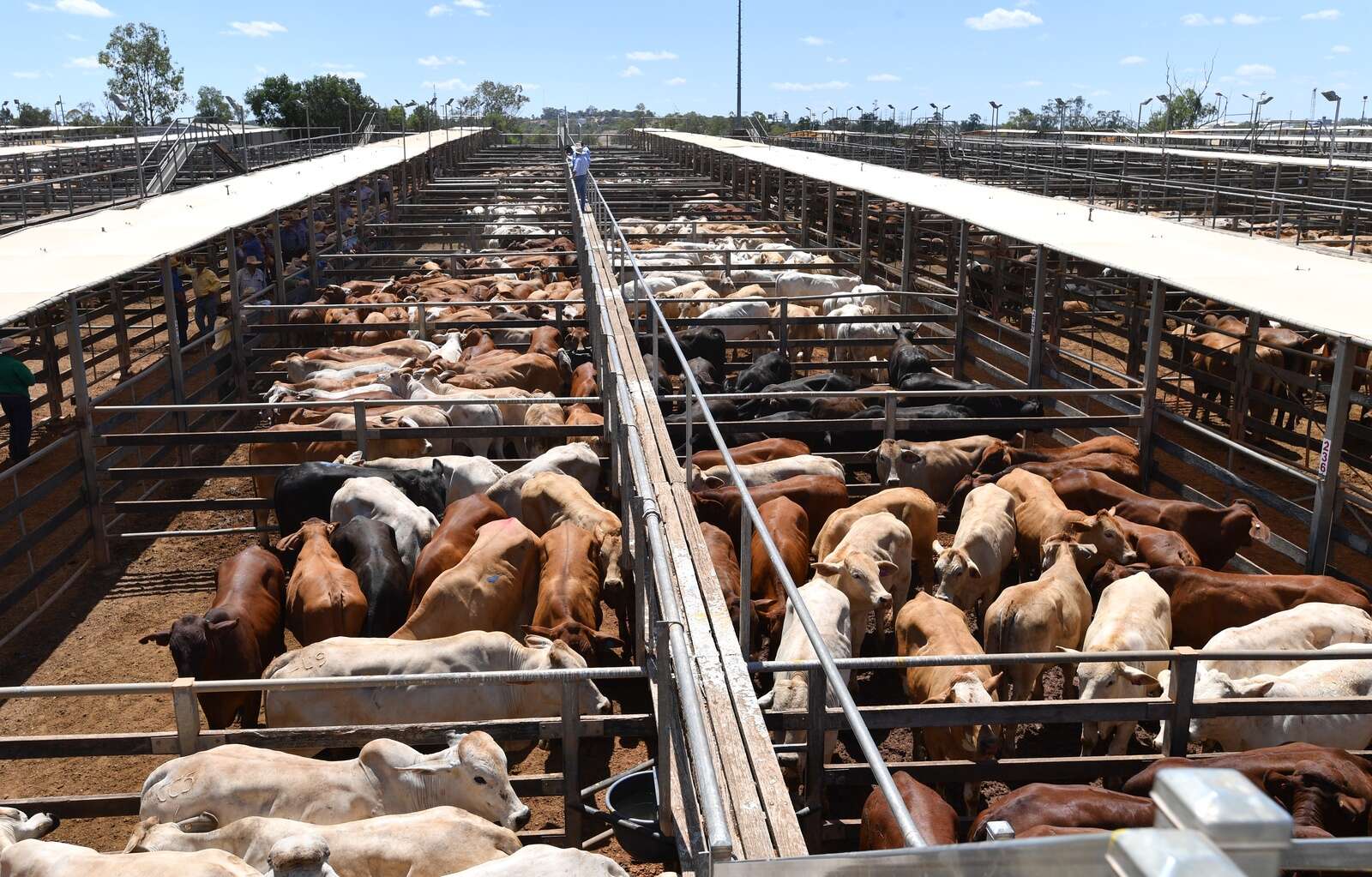 Australia’s big beef opportunity