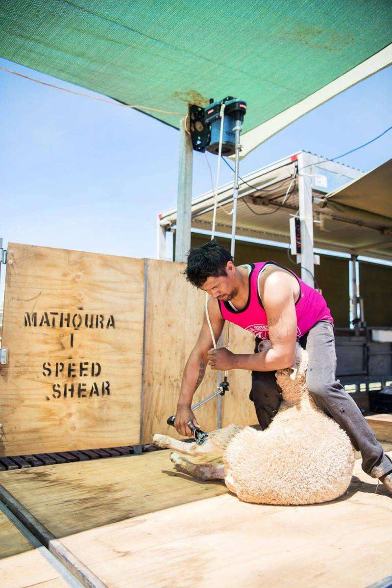 Mathoura gears up for Speed Shear Shepparton News