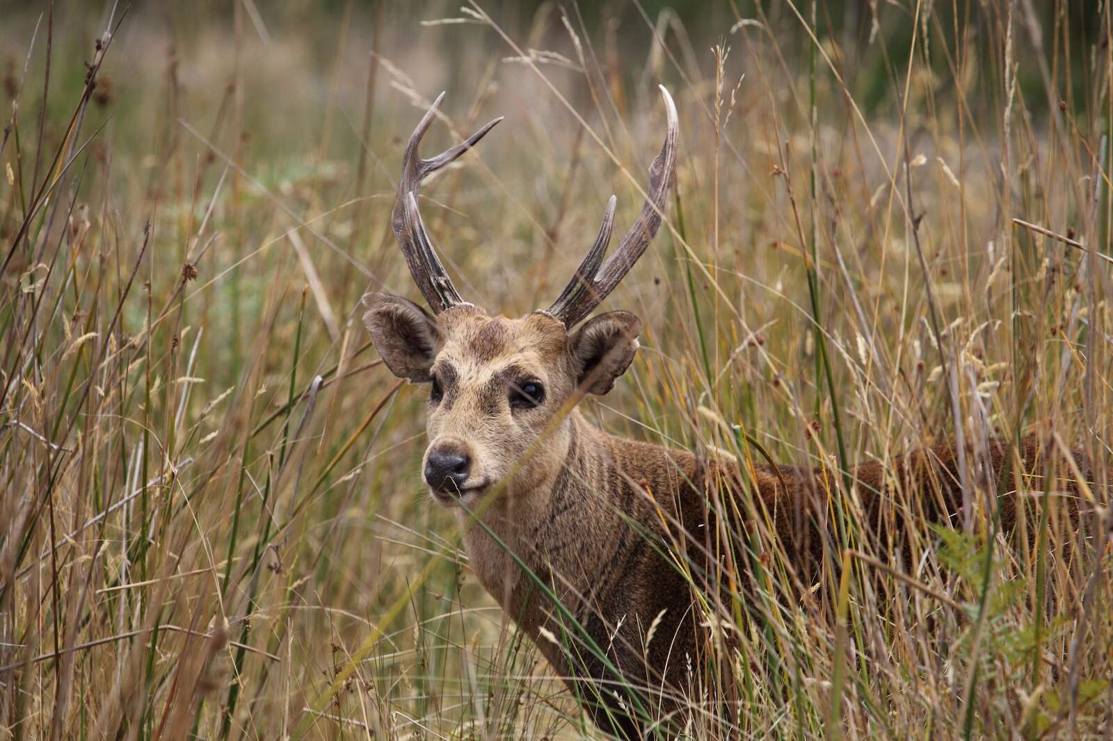 Hunting ballot registrations open | Country News