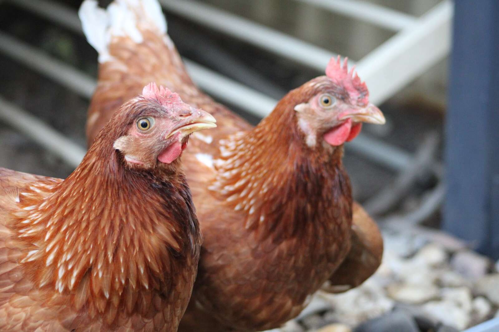 Adelaide Show cancels poultry exhibits