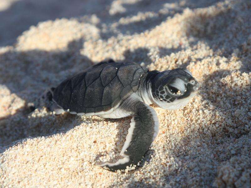 Sea level rise threatens island turtle hatchery | Riverine Herald
