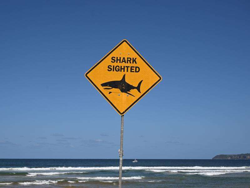 Shark attack leaves man in serious condition