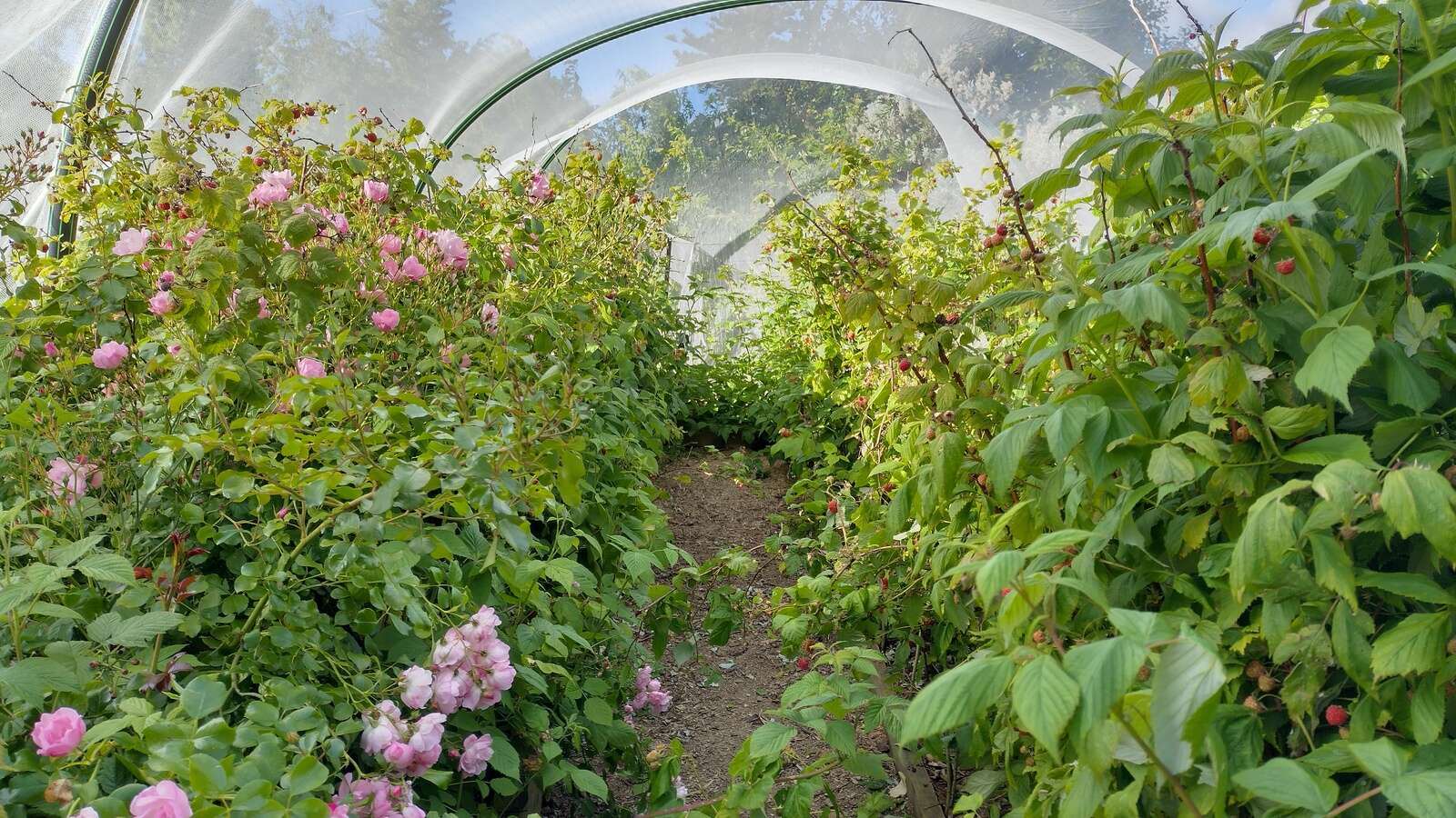 Harvest a raspberry bounty | Riverine Herald