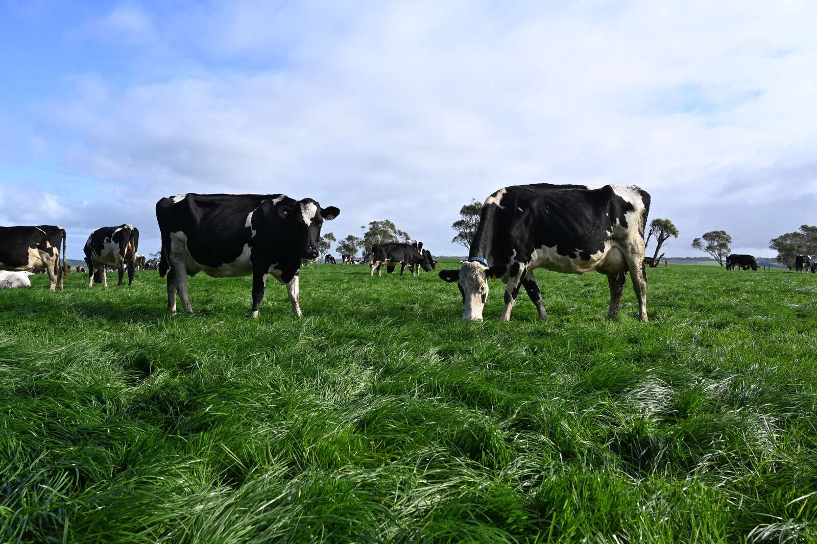 Autumn pasture reminders | Country News