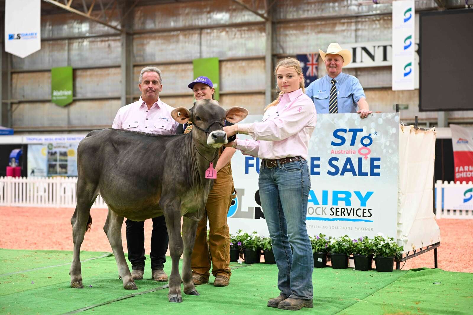 Brown Swiss heifer tops sale