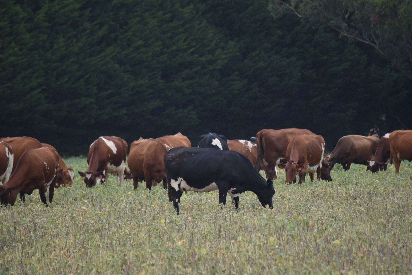 Bulla lifts farm gate milk prices Country News