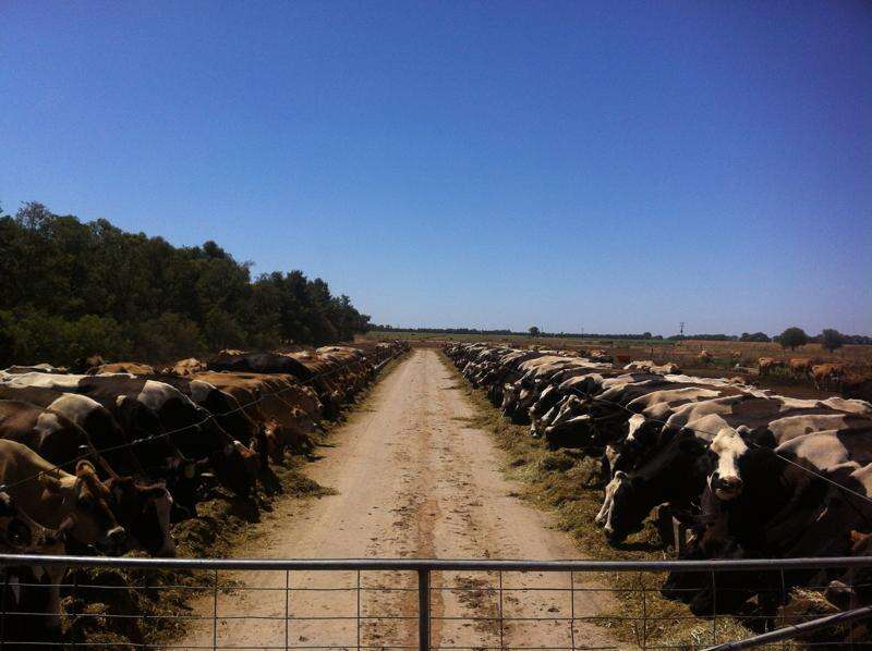 Uncertain season amid low water and fodder | Dairy News Australia