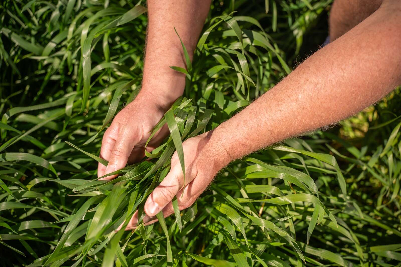 New crop products and partners build consistent performance | Corowa ...