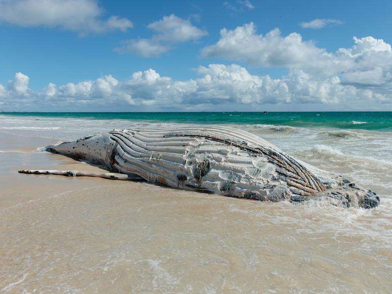 Whale of a job over, rotting carcass removed from beach | Riverine Herald