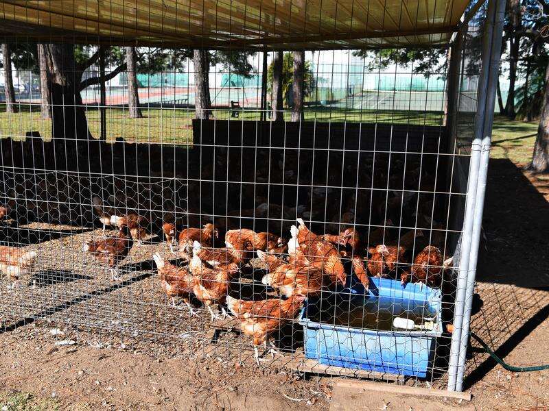 Bird flu fears prompt 'proactive' poultry farms order
