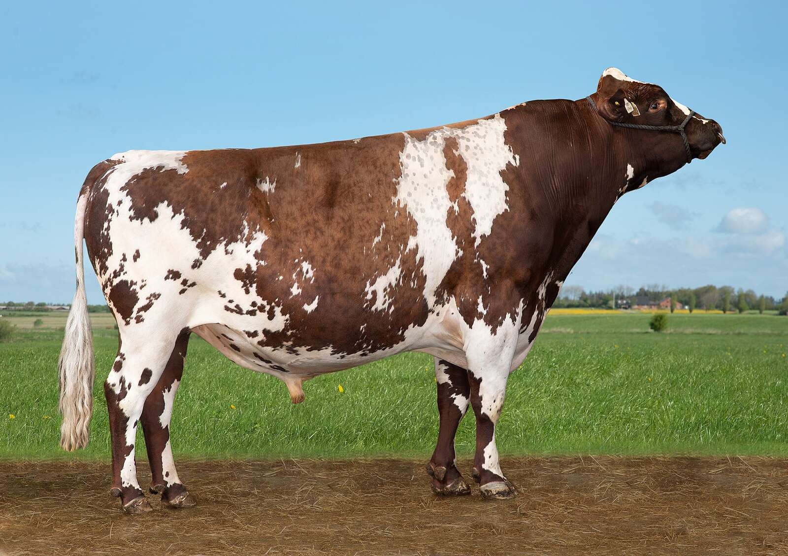 Viking tops major breeds | Dairy News Australia