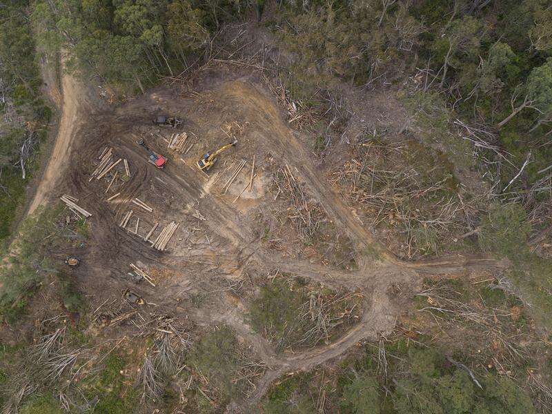 Logging halt ordered in NSW forest home to gliders | Kyabram Free Press