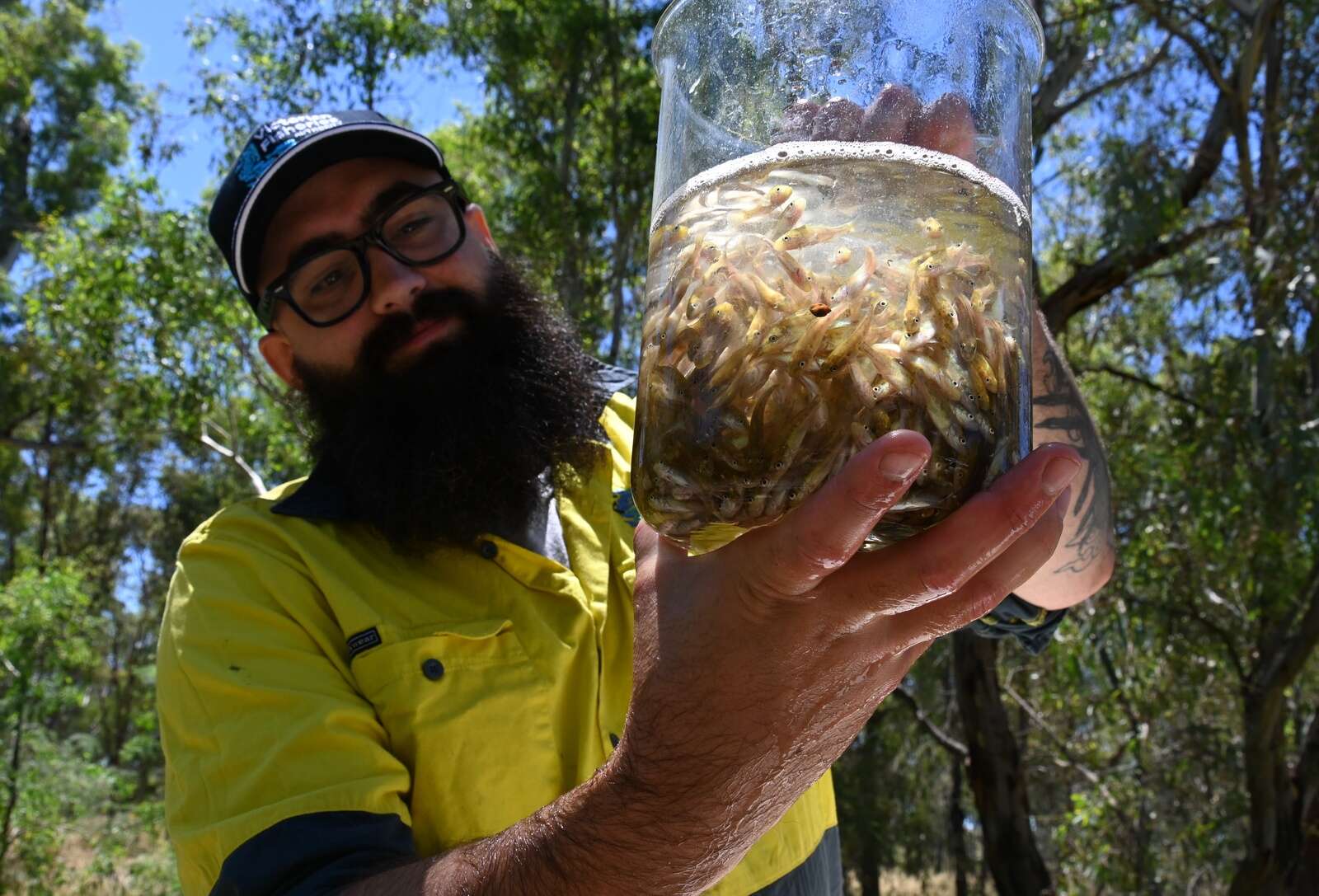 Thousands of cod fingerlings at home in the Broken River | Country News