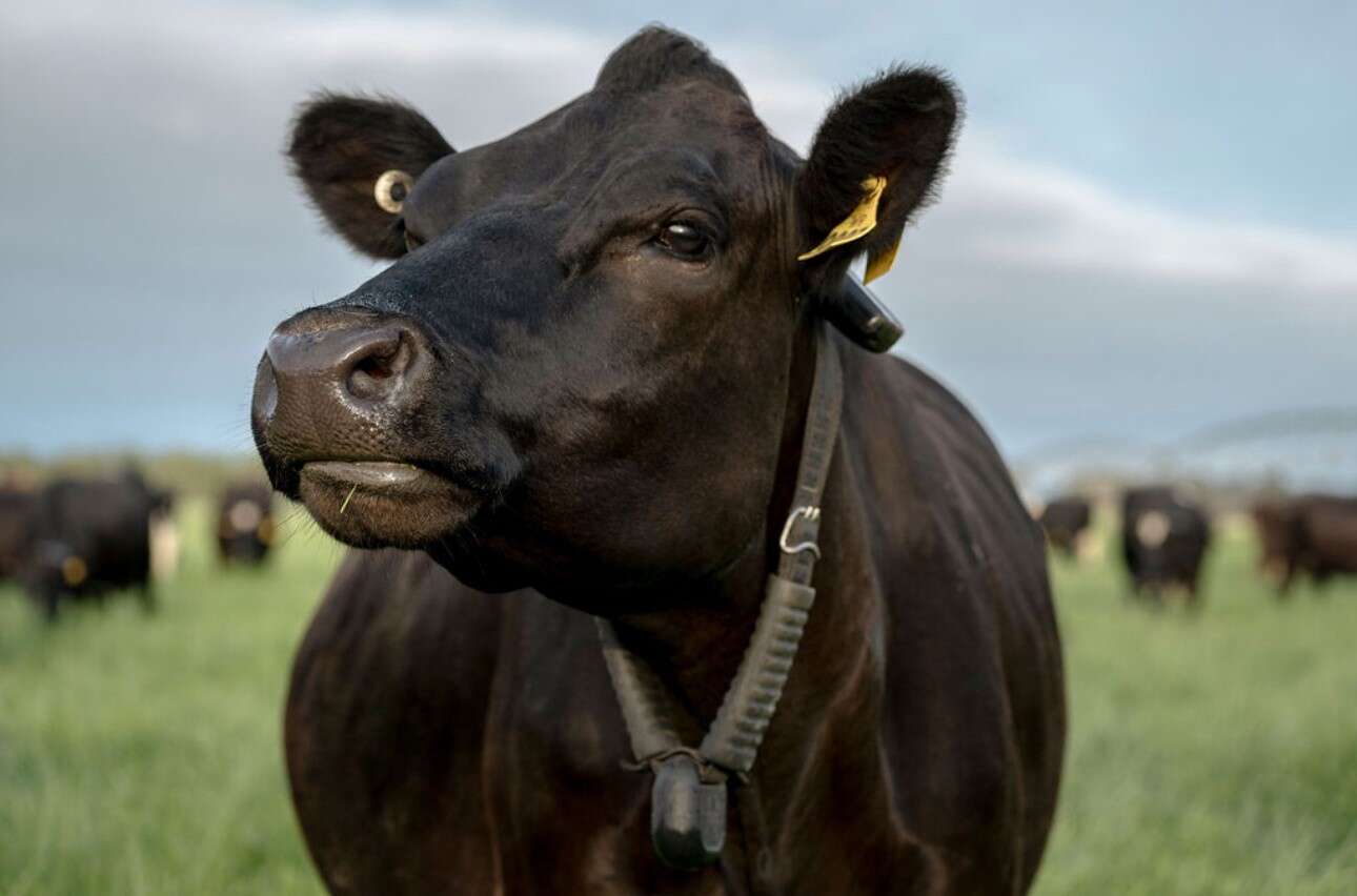 South Australian Dairyfarmers welcome virtual fencing milestone