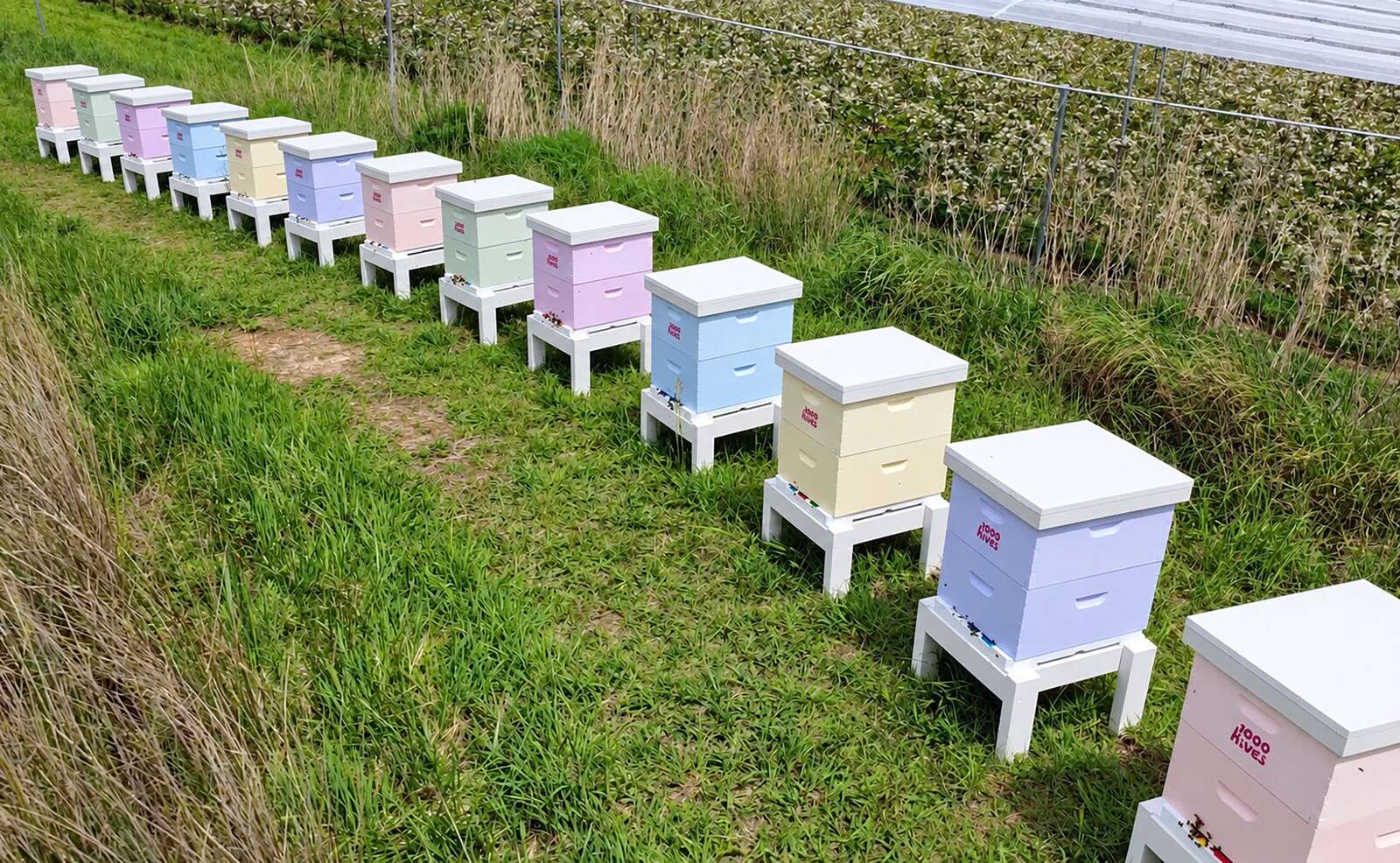 Fighting back against bee pest | Country News
