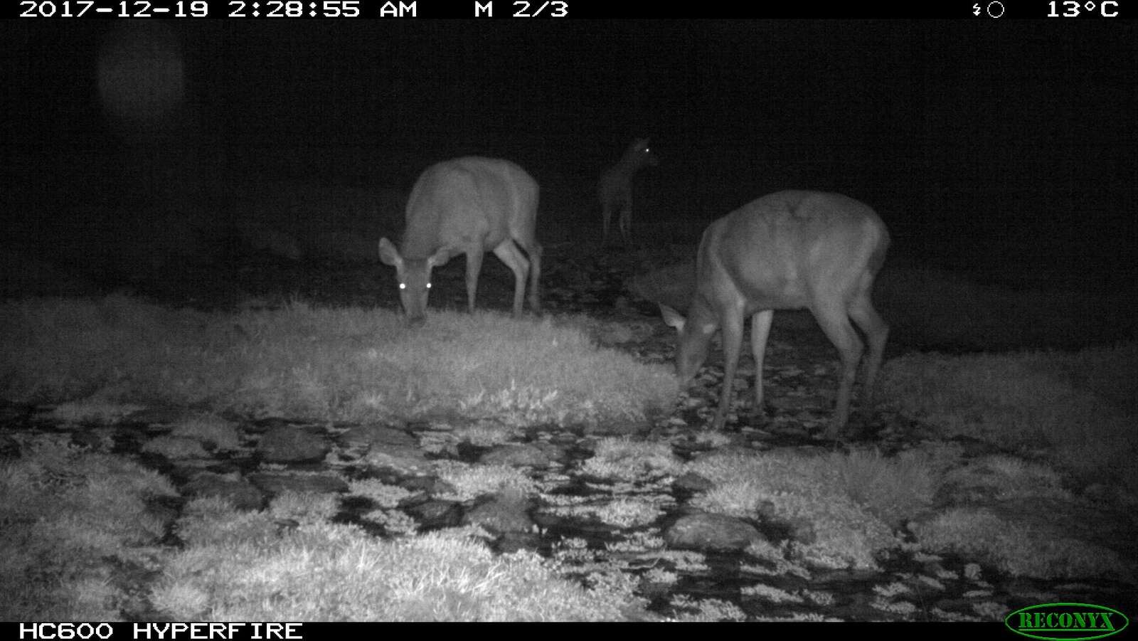 Reining in deer a game changer for farmers Country News