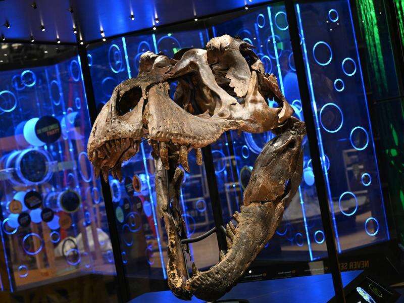 Rare chance to see T.rex up close and personal | Riverine Herald