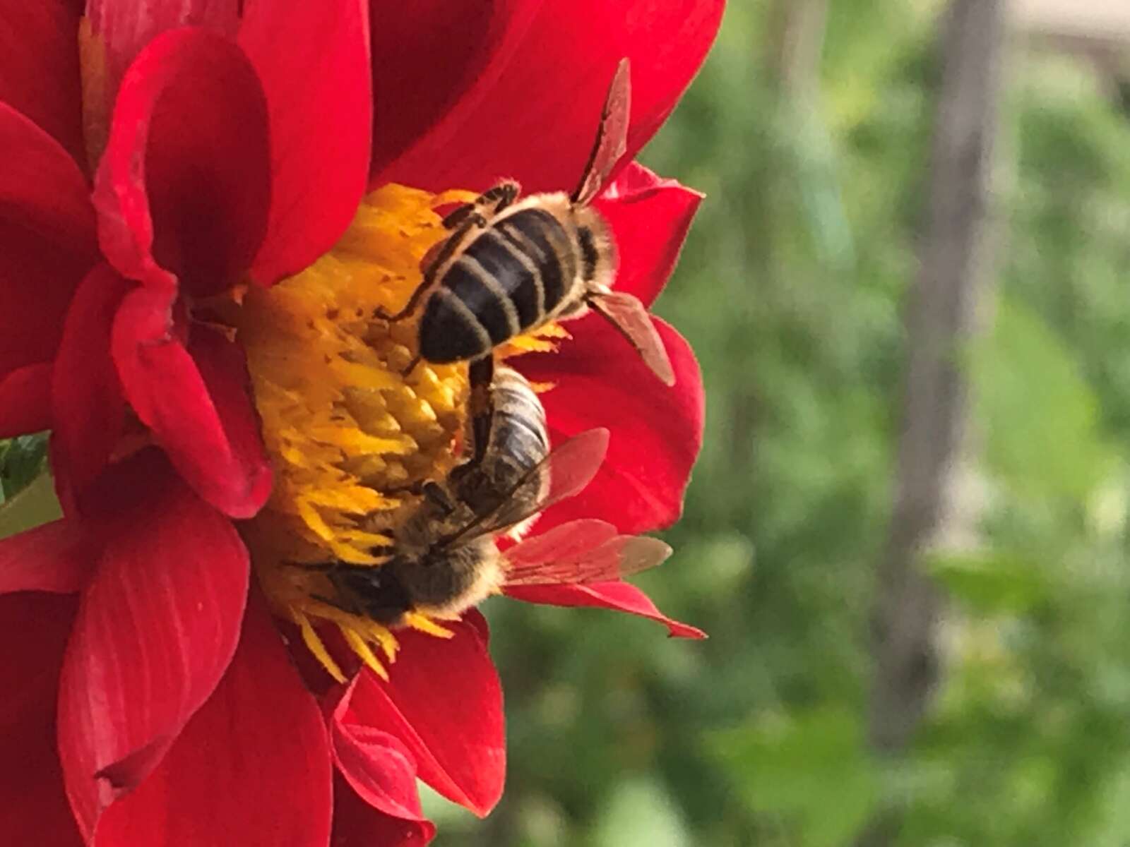 The A Bee C of hive supplies Dairy News Australia