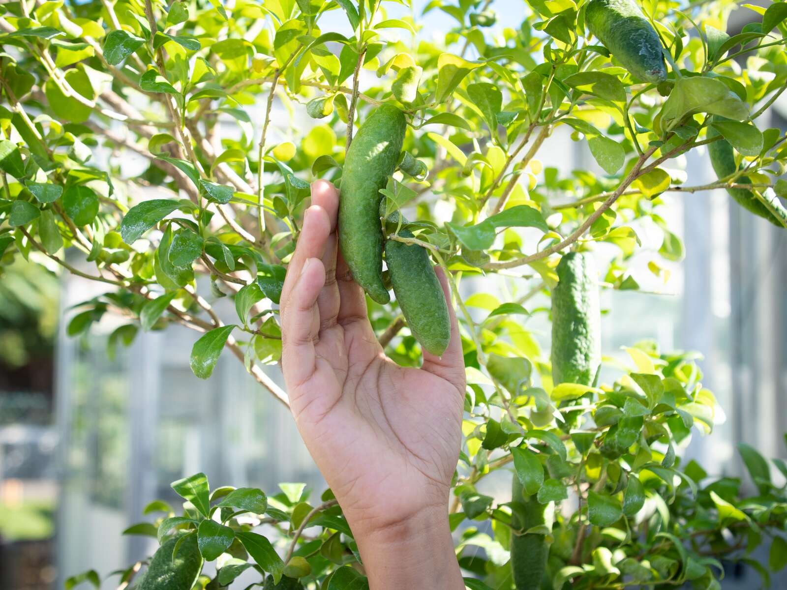 Unlocking the sublime in native Australian citrus | Country News