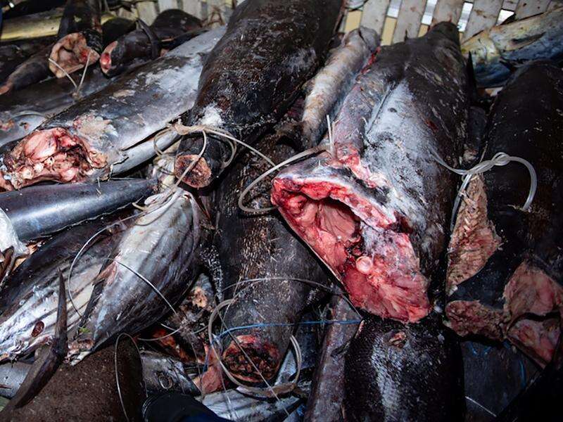 Images show gruesome extent of illegal Pacific fishing