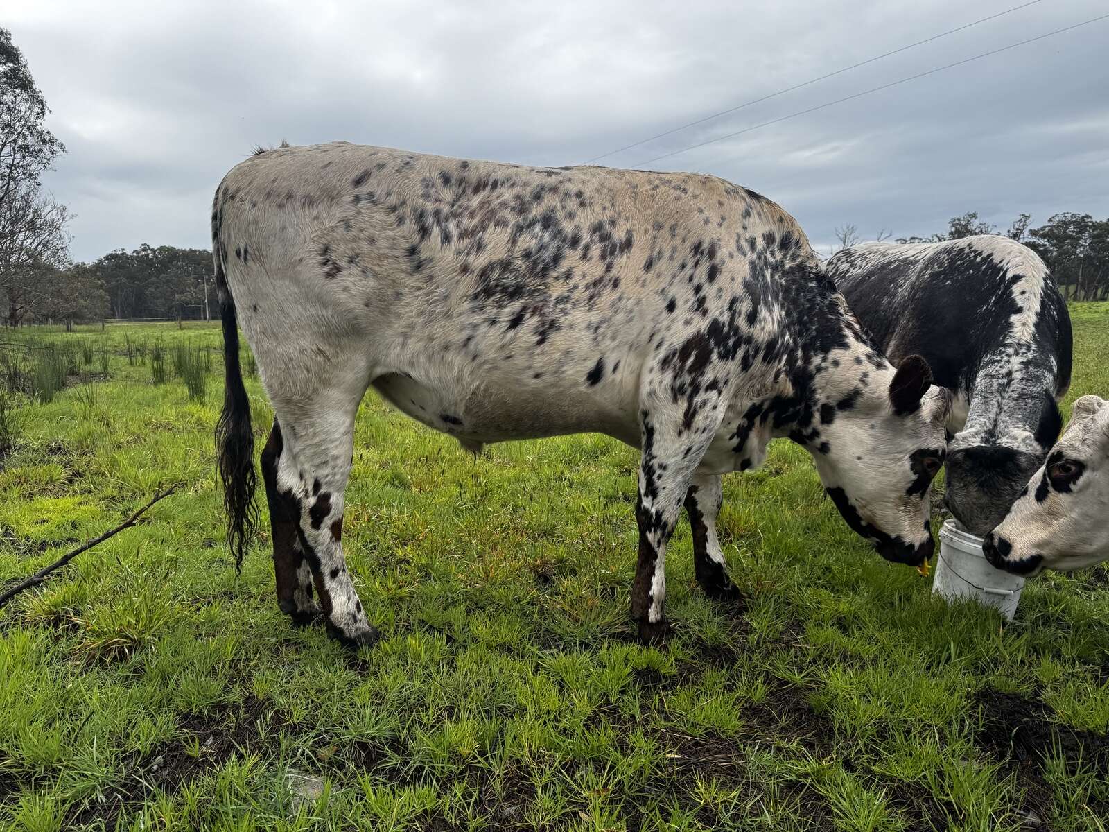 New breed society | Country News