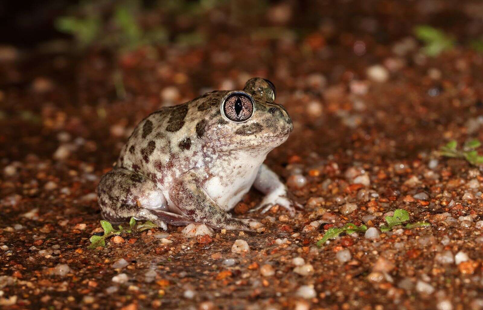 When is a toad really a frog? | Riverine Herald