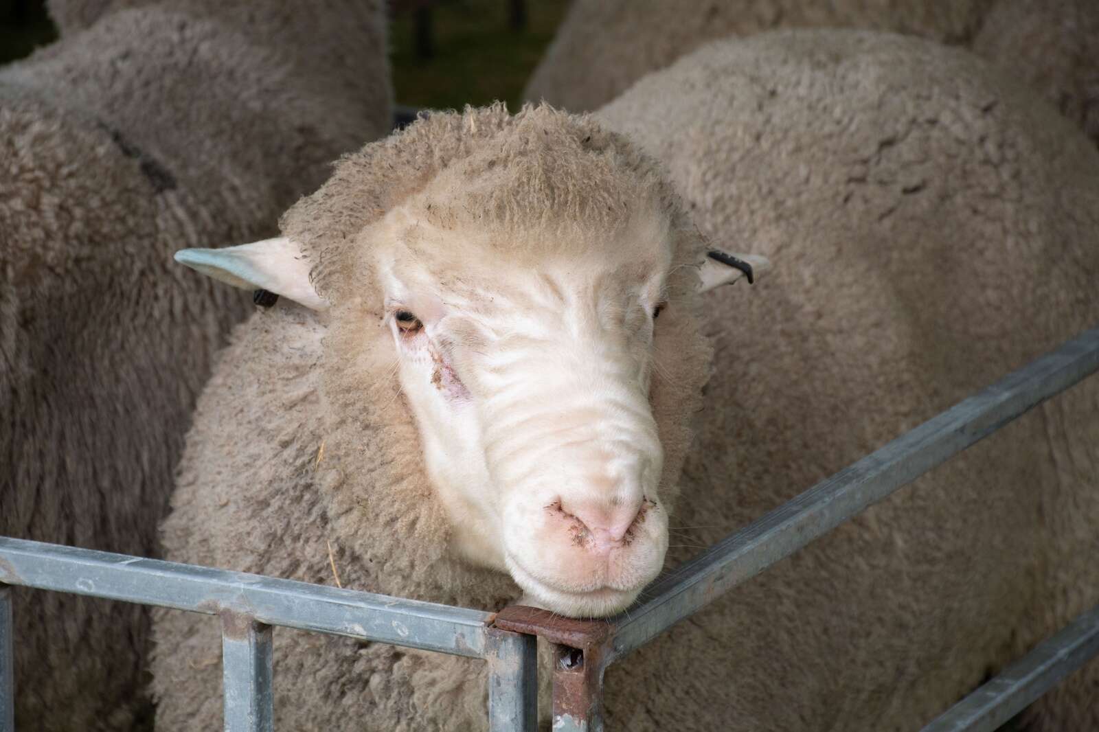 Sheep farmers navigate drought with new insights from podcast series ...
