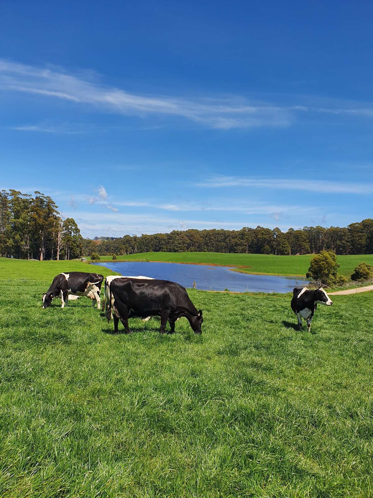 Farm land sales reduce | Dairy News Australia