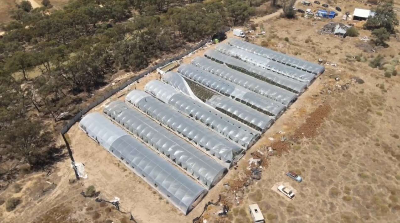 $20m of cannabis seized in separate regional raids