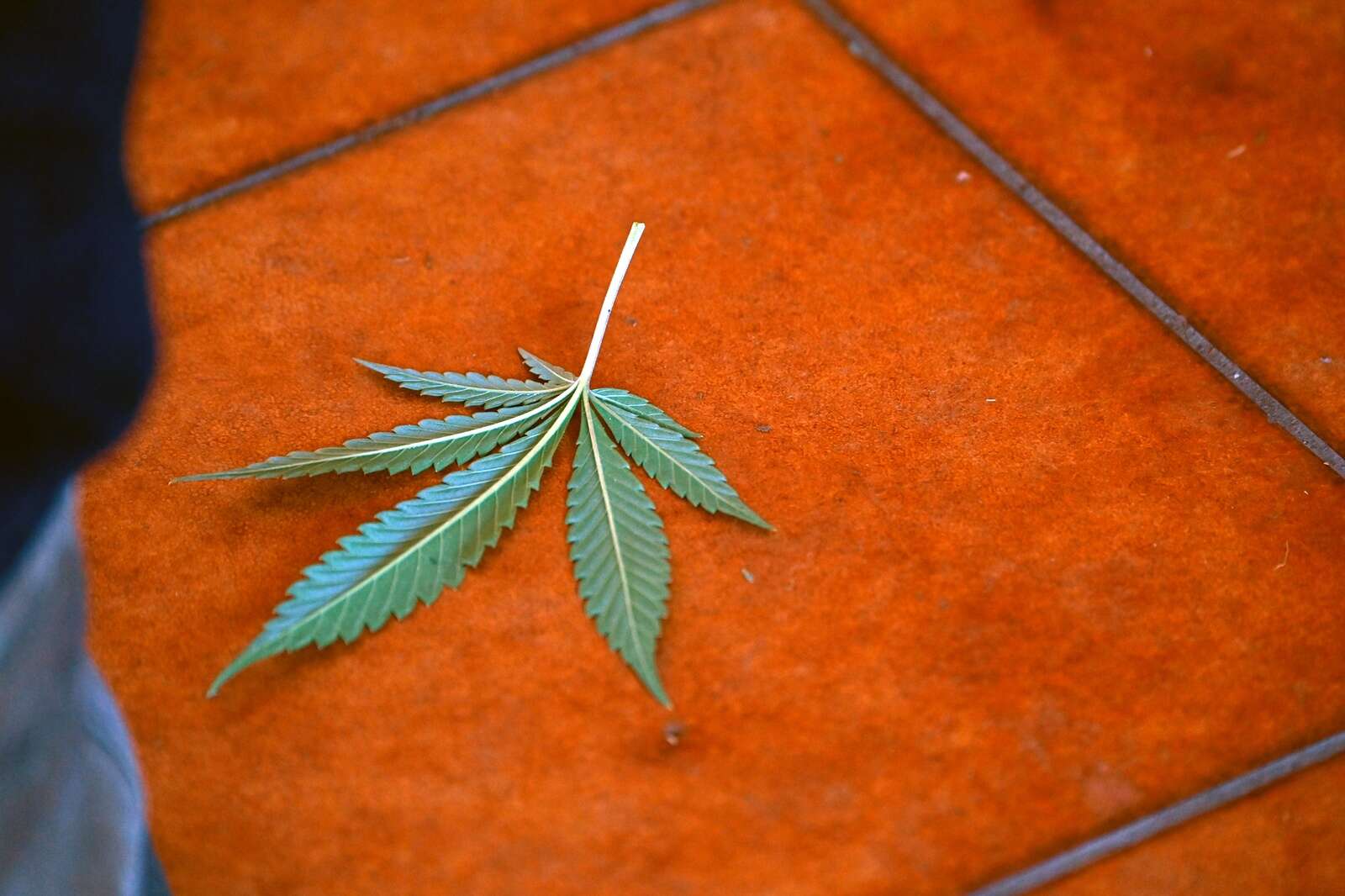 Man caught fleeing Australia after tending 269 cannabis plants
