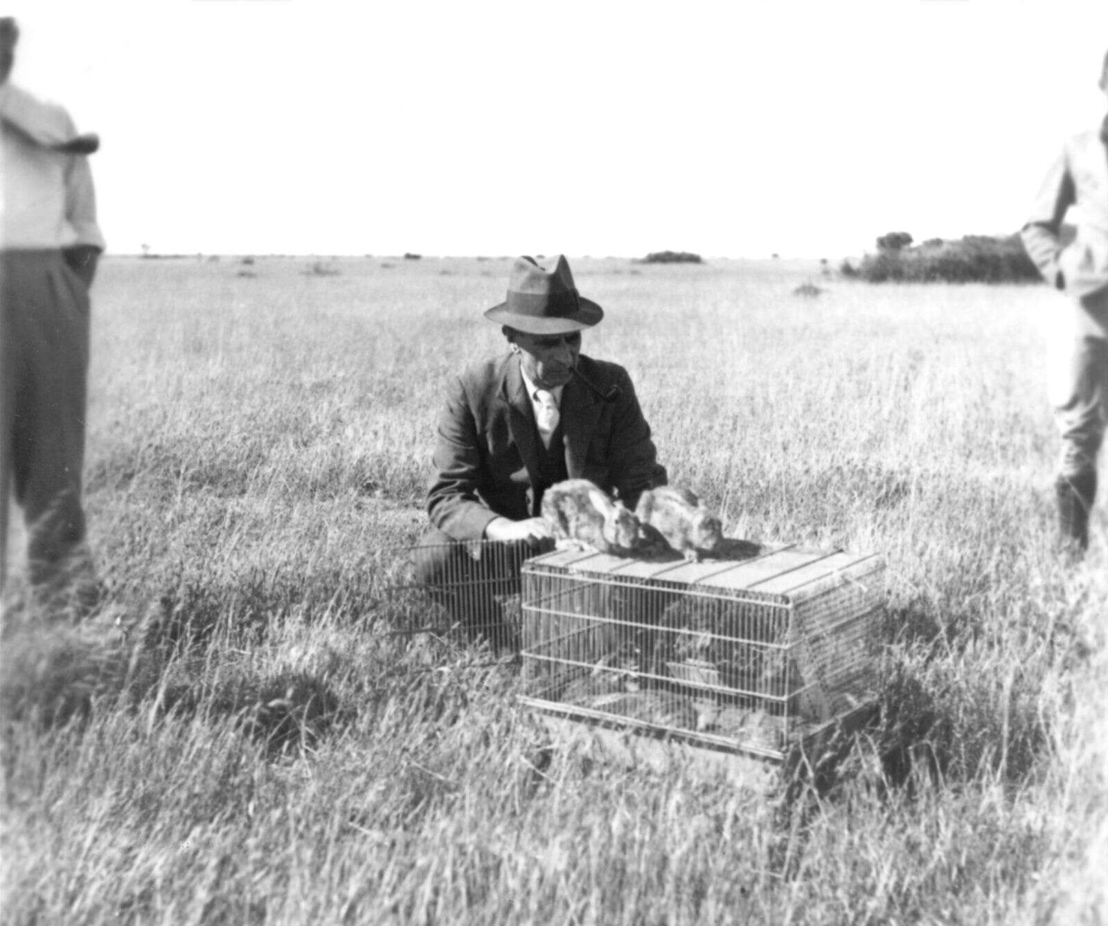 Rabbit control good for production, environment | Country News