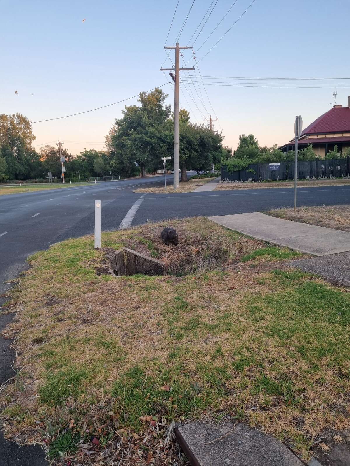 Bill’s wombat enjoys an afternoon in Benalla’s CBD