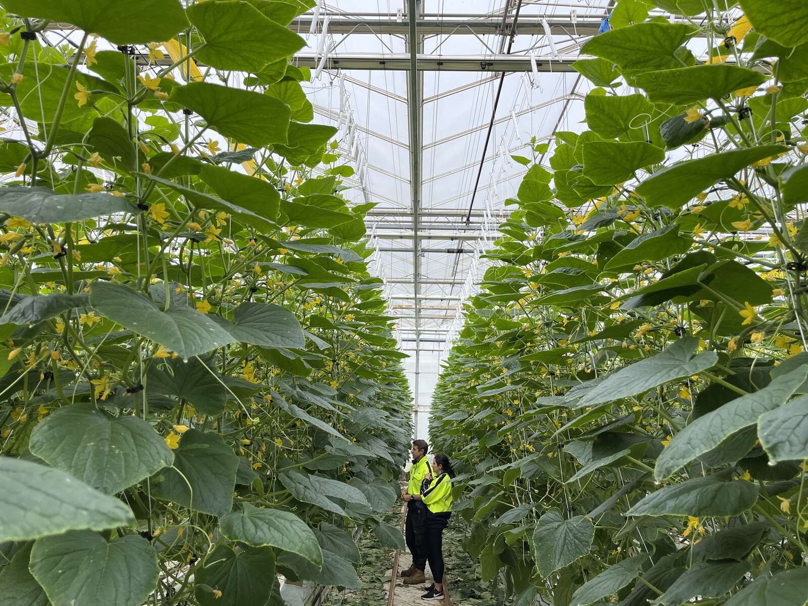 Rotary Club hosting a tour of the Flavorite Glasshouses in Tatura