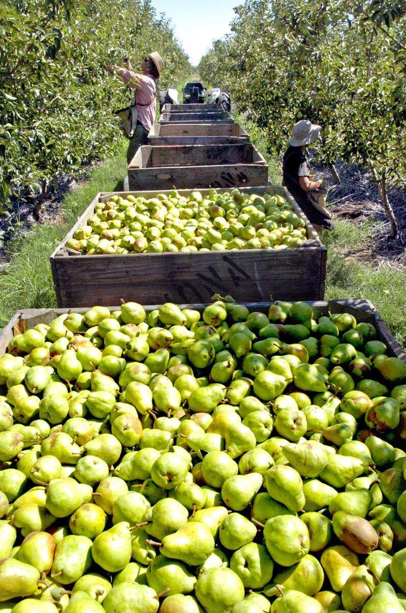 Finding farm work in Shepparton region Country News