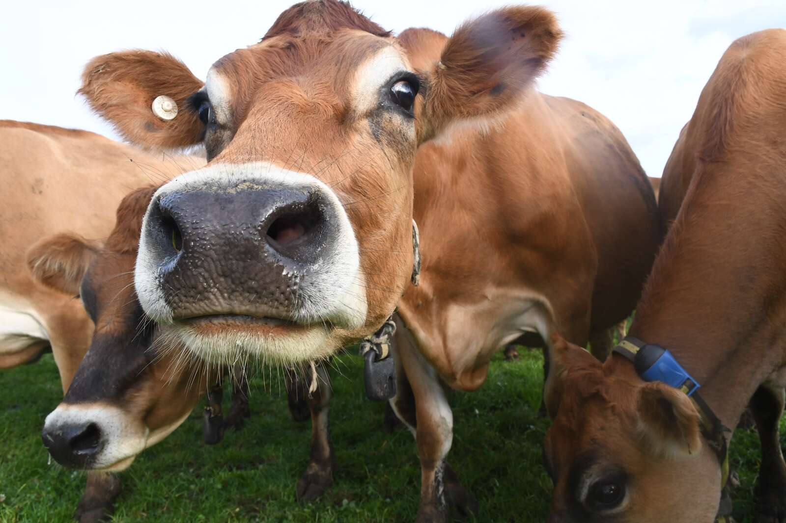 Victorian dairy industry opposes merger of food safety regulators