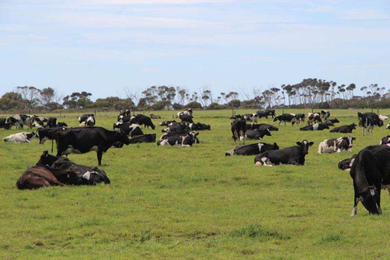 Van Dairy sells off nearly half its farms Dairy News Australia