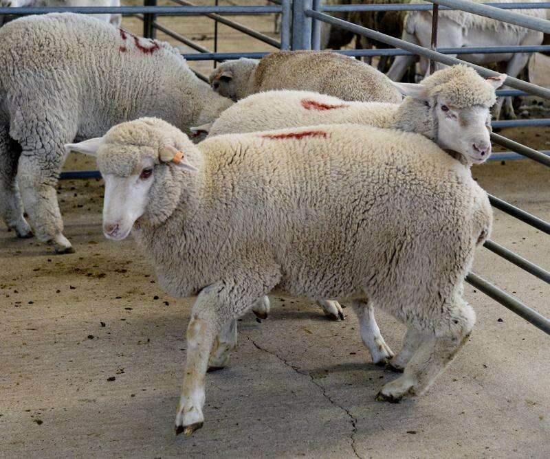 New lamb definition Country News