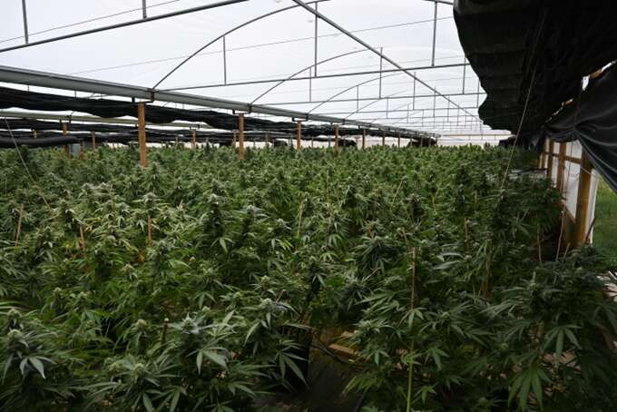 Man faces court over record-breaking cannabis crop | Country News