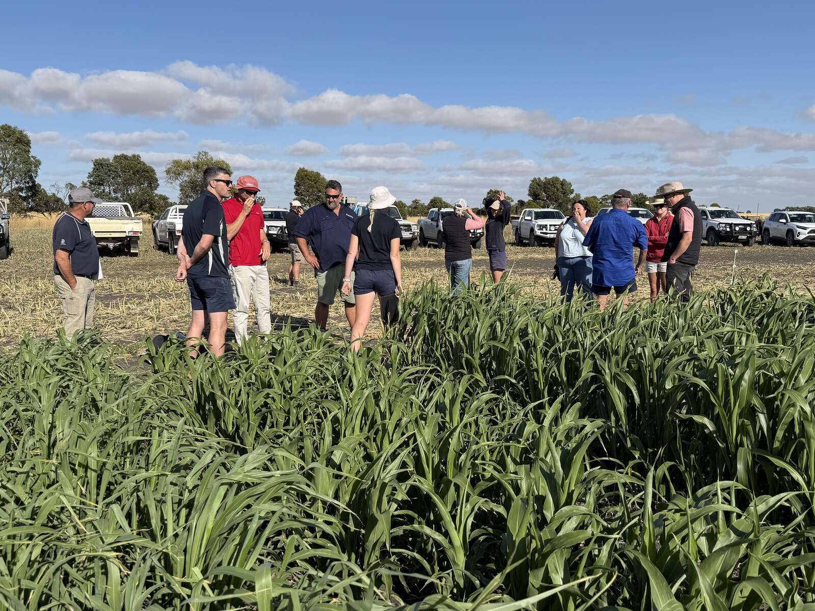 Sorghum trialled for summer pasture