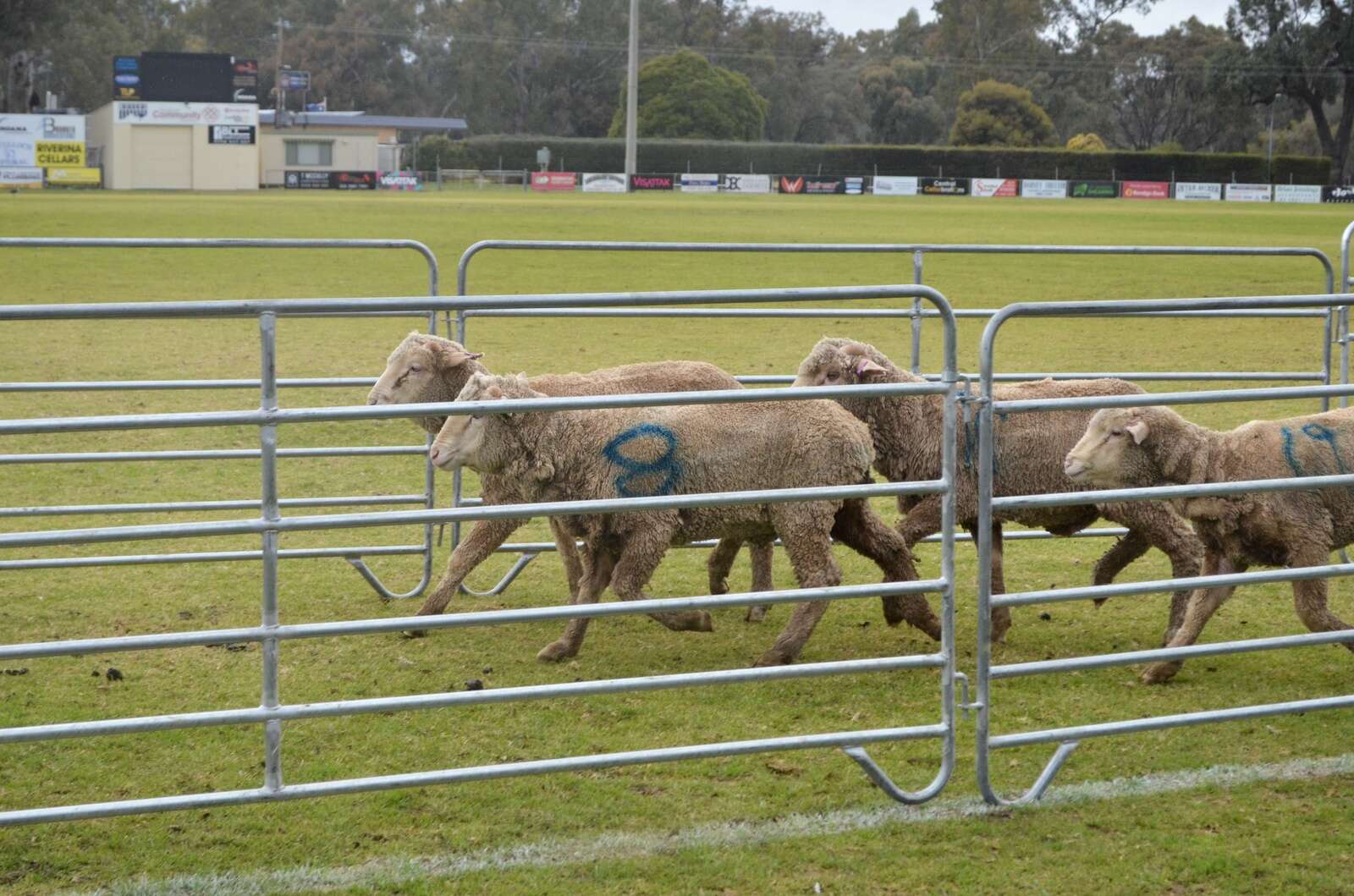 Rovers are ready to race | Seymour Telegraph