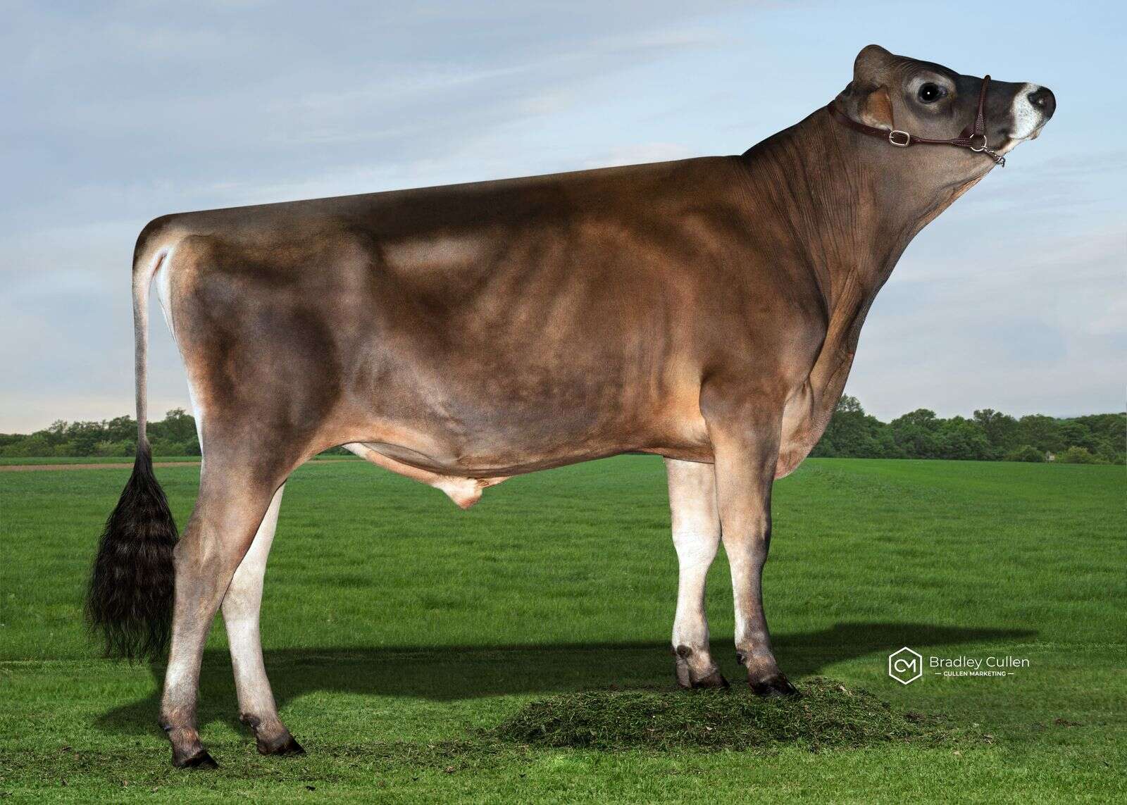 Bulls breeding jersey cows 2025