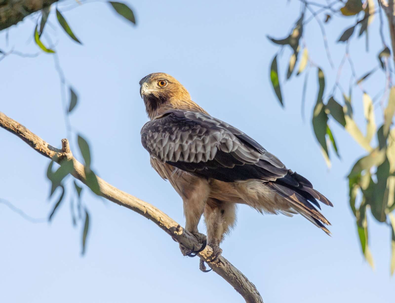 Year of the Raptor takes flight | Riverine Herald