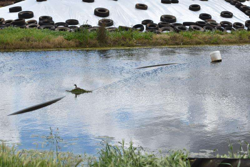 Give pastures a boost with effluent | Dairy News Australia