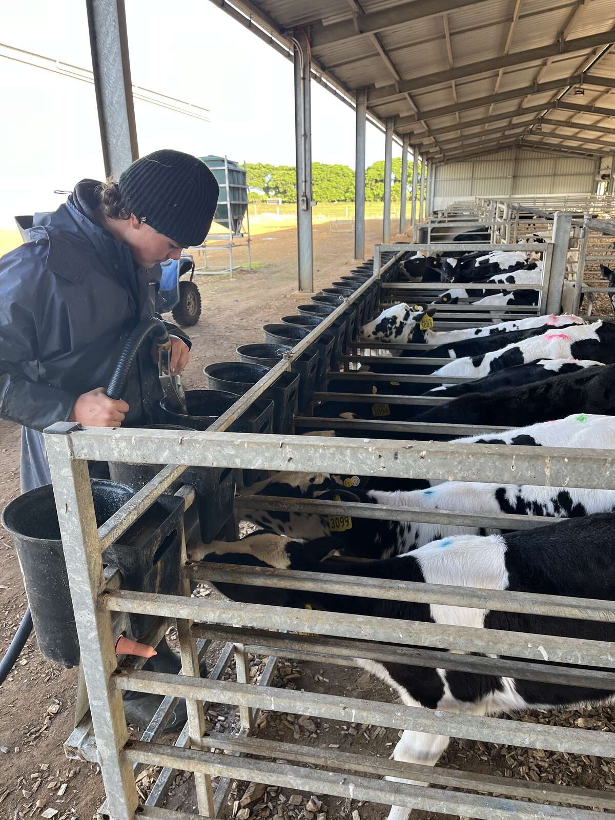ollie-finds-his-feet-in-dairy-role-dairy-news-australia