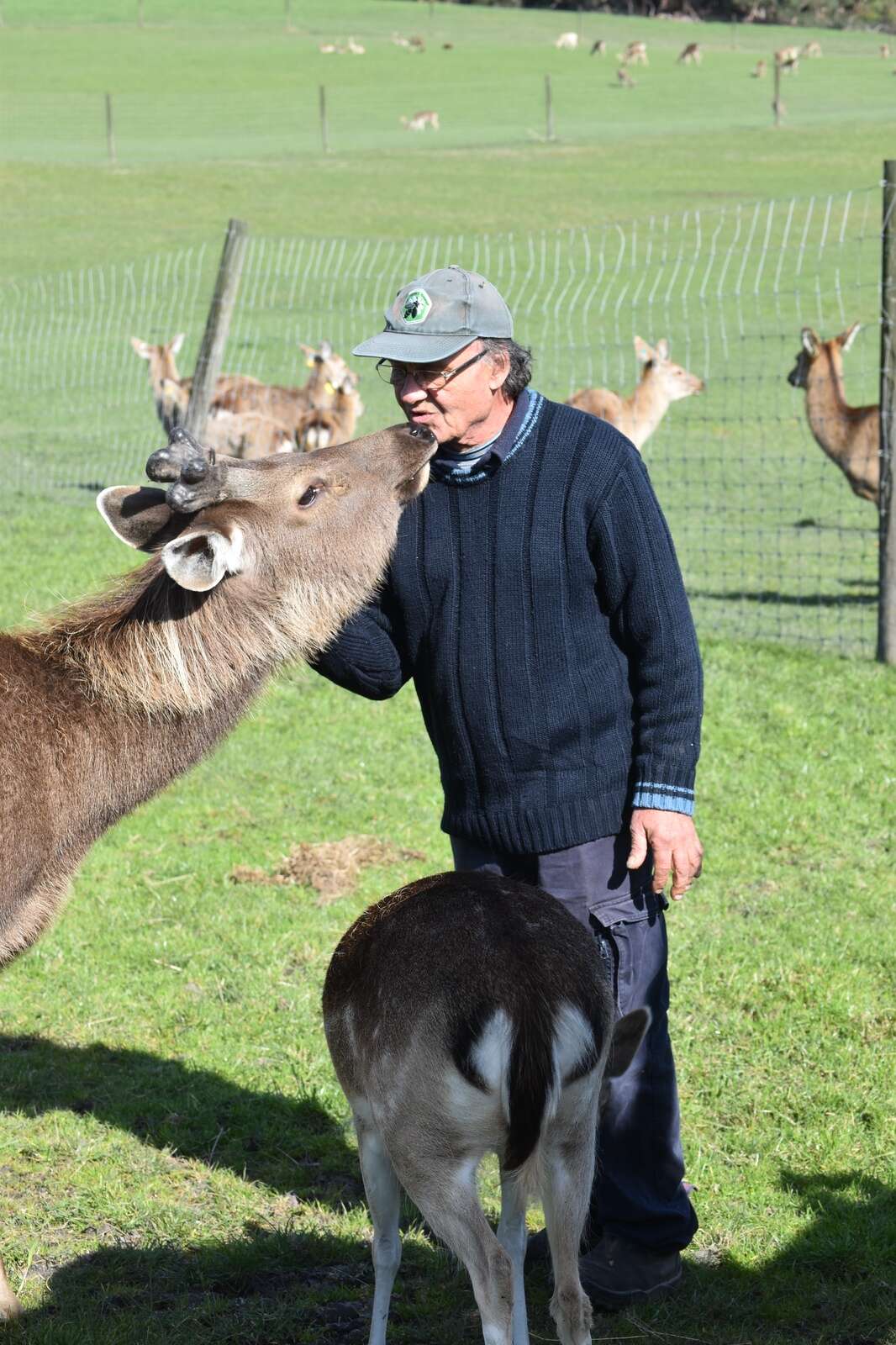 Deer to his heart | Dairy News Australia